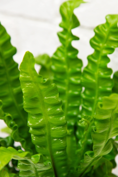 Асплениум Криспи в OJO