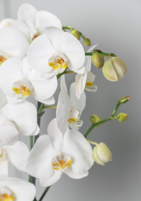 Фаленопсис Кэмбридж в ORCHIDEA 18