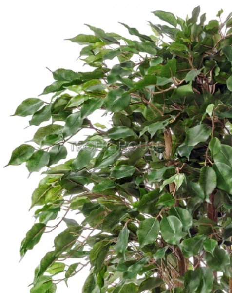 Фикус Бенджамина карликовый многоствольный