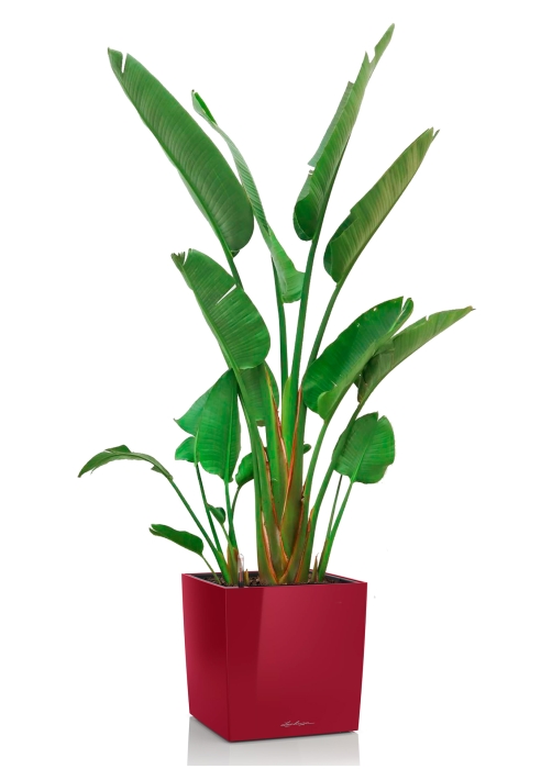 Стрелиция Николай в CUBE 40, ярко-красный блестящий