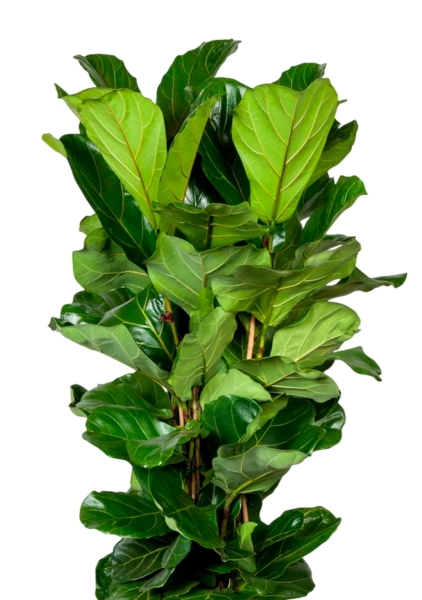 Фикус Лирата 3 ствола 34/150 см в CUBE 40 Фикус Лирата 3 ствола 34/150 см в CUBE 40