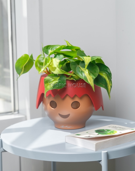 Филодендрон Бразил 12/20 см в OJO