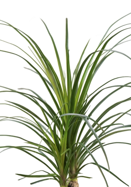 Нолина Спутник 12/40 см Нолина Спутник 12/40 см