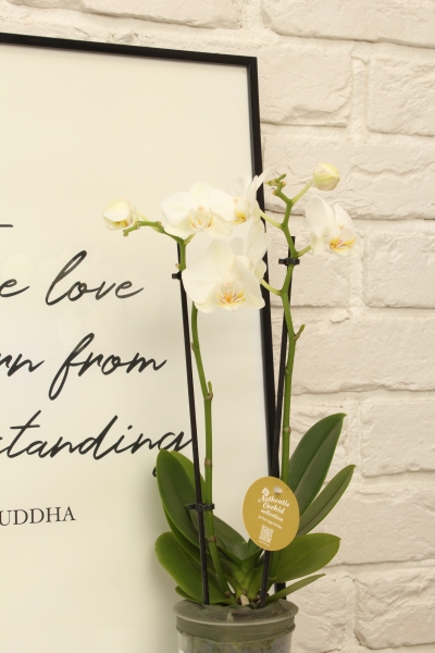 Орхидея Фаленопсис мини микс 9/30 см в PURO 20