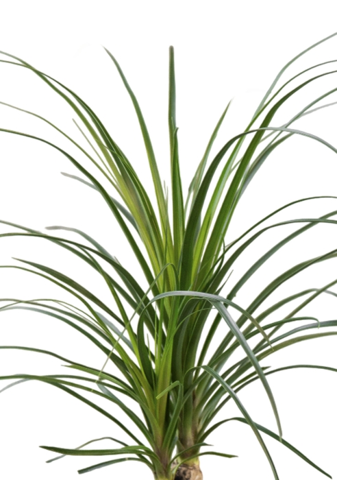 Нолина Спутник 12/40 см