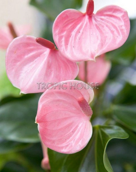 Антуриум розовый в RONDO 32