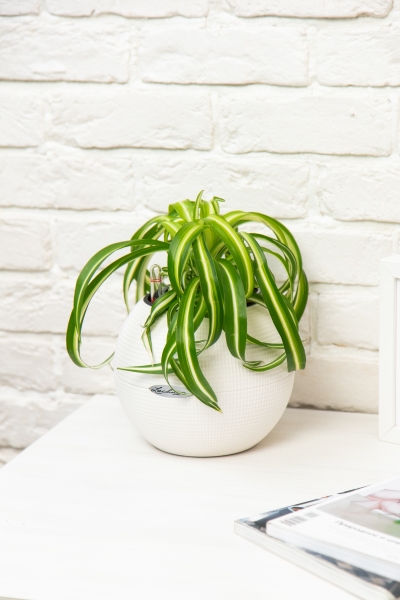 Хлорофитум Бонни 12/25 см в PURO 20