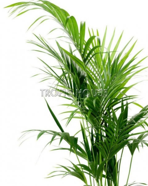 Ховея 24/130 см в CUBICO 30 Ховея 24/130 см в CUBICO 30