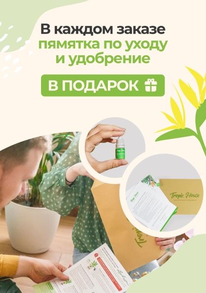 Стрелиция Регина 9/30 см