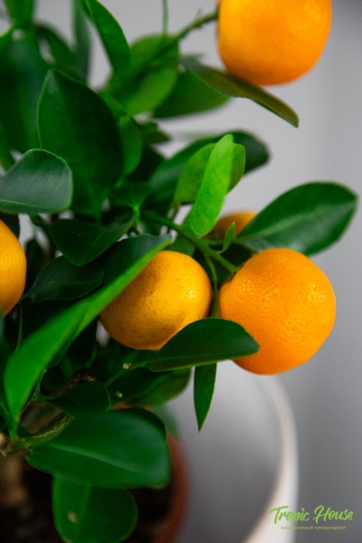 Цитрус Каламондин 12/30 см Цитрус Каламондин 12/30 см