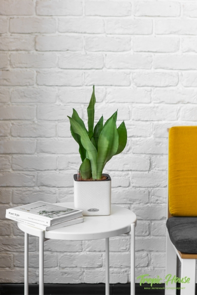 Сансевиерия Муншайн в CUBE COLOR 14