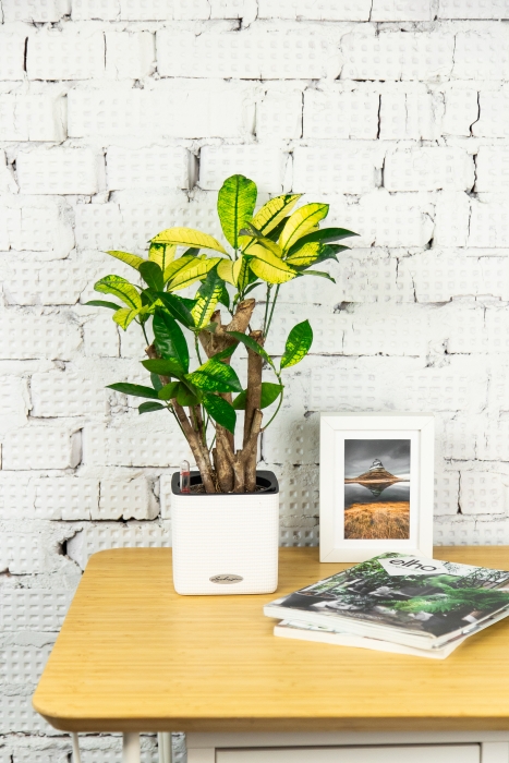 Кротон Миссис Айстон в CUBE COLOR 14