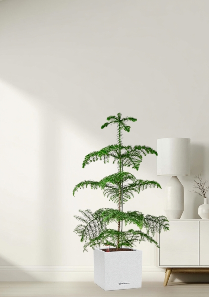 Араукария гетерофилла 24/110 в CANTO STONE LOW 30