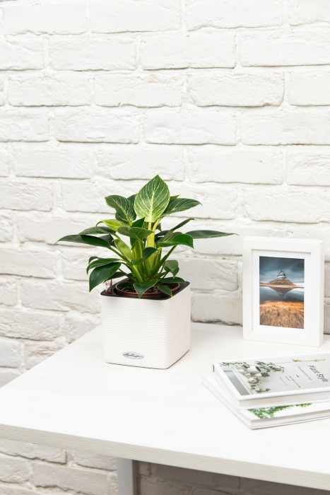 Филодендрон Биркин в CUBE COLOR 14