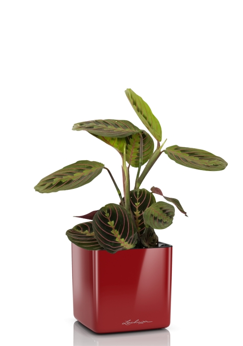 Маранта в CUBE Glossy 14, ярко-красный блестящий