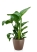 Стрелиция Николай 24/120 в CLASSICO COLOR 35