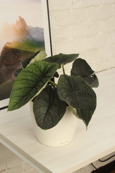 Алоказия Мело 14/20 см