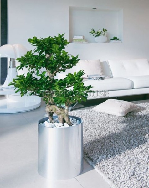 Фикус Микрокарпа Гинсенг 23/70 см