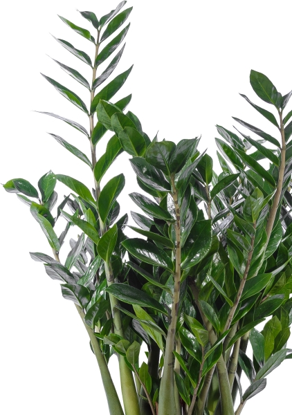 Замиокулькас 24/100 в PILA 35 Замиокулькас 24/100 в PILA 35