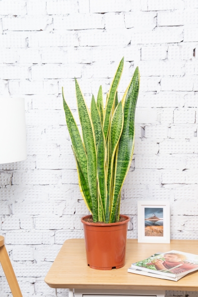 Сансевиерия Лауренти 19/70 см Сансевиерия Лауренти 19/70 см