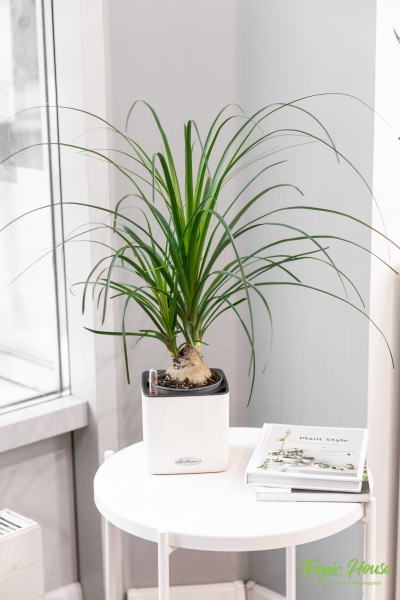 Нолина Спутник 12/40 см в CUBE COLOR 14