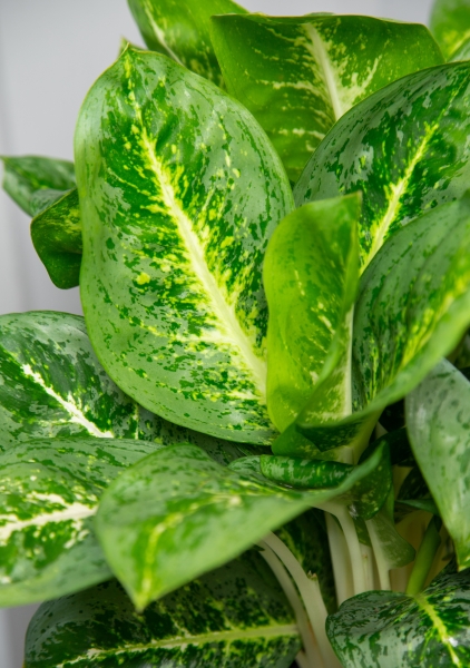 Аглаонема Еллоу Биколор 12/30 см