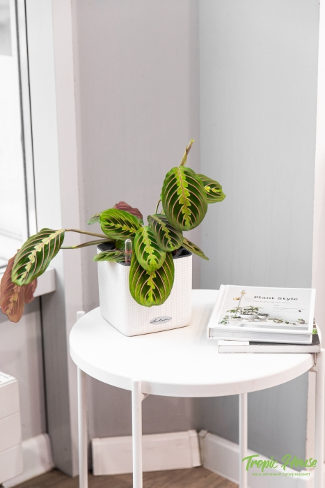 Маранта в CUBE 14