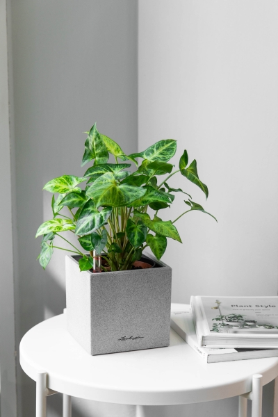 Сингониум в CANTO STONE 14