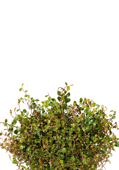 Мюленбекия 12/20 см