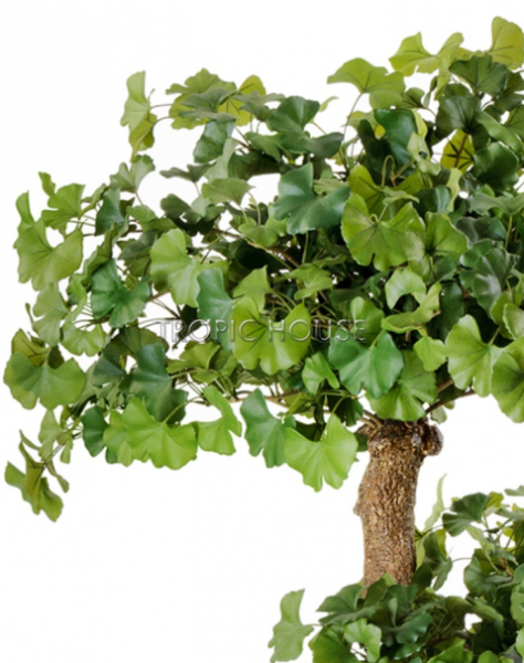 Гинкго на забавном стволе