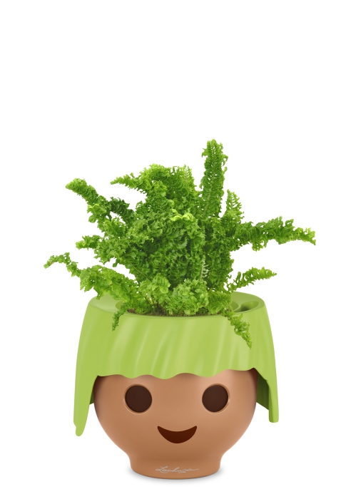 Нефролепис Возвышенный в OJO, зеленый