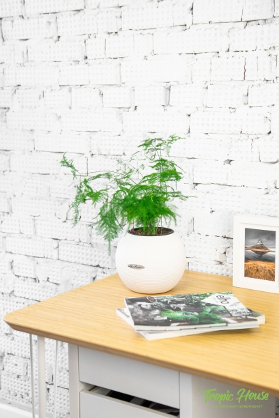 Аспарагус в PURO 20