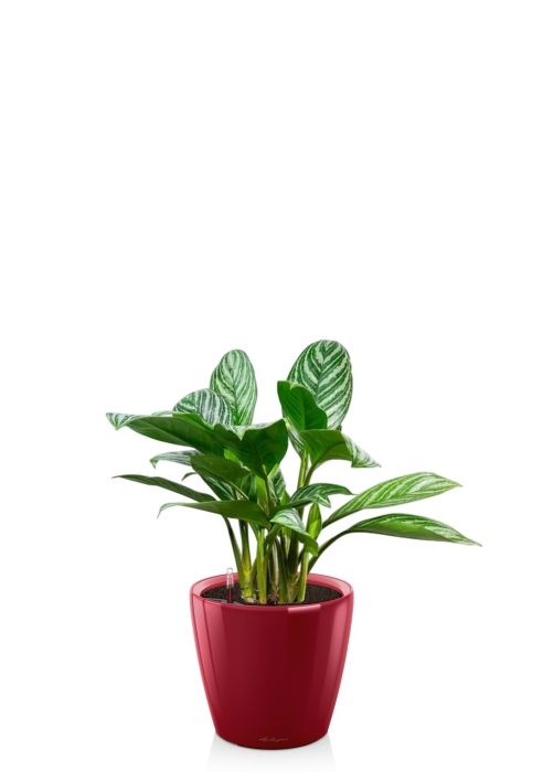 Аглаонема Страйп в CLASSICO LS 21