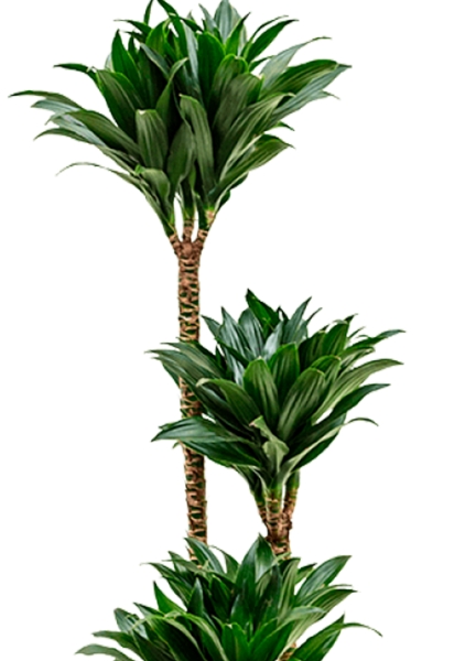 Драцена Компакта 3 ствола 23/130 см Драцена Компакта 3 ствола 23/130 см