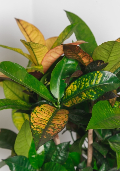 Кротон в CLASSICO 28