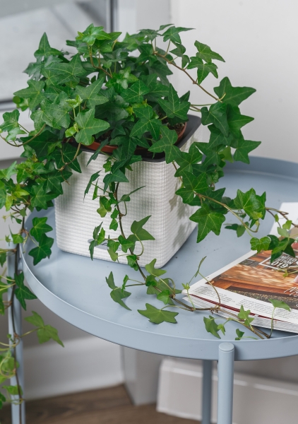 Плющ в CUBE COLOR 14