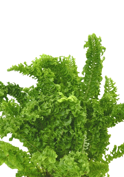 Папоротник Нефролепис Возвышенный 12/25 см