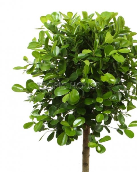 Фикус Нитида на стволе 30/130 см