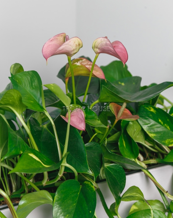 Лиственный микс с Антуриумом BALCONERA COLOR 50