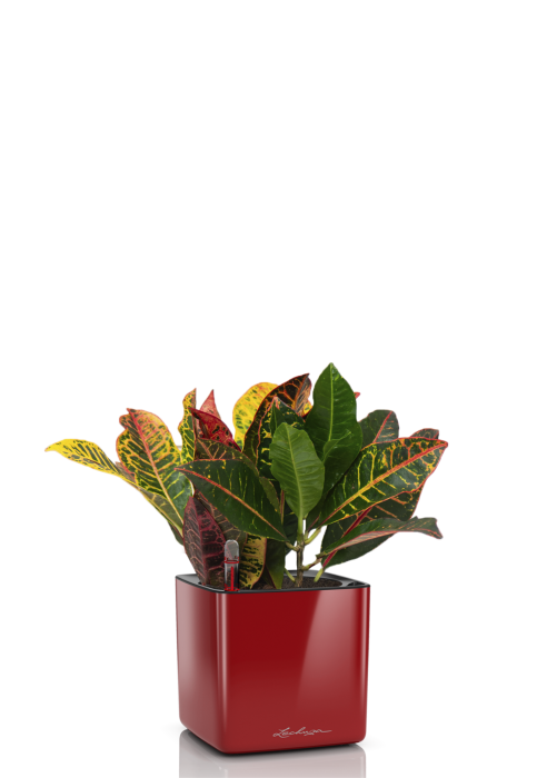 Кротон Петра 12/30 см в CUBE GLOSSY 14, ярко-красный блестящий 