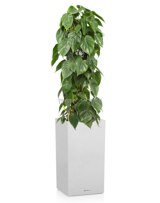 Филодендрон на решетке CANTO STONE HIGH 30/150 см Песочный белый