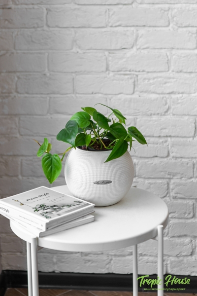 Филодендрон Сканденс 12/20 см в PURO 20