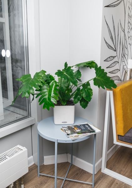 Филодендрон Шангри Ла 17/50 см Филодендрон Шангри Ла 17/50 см