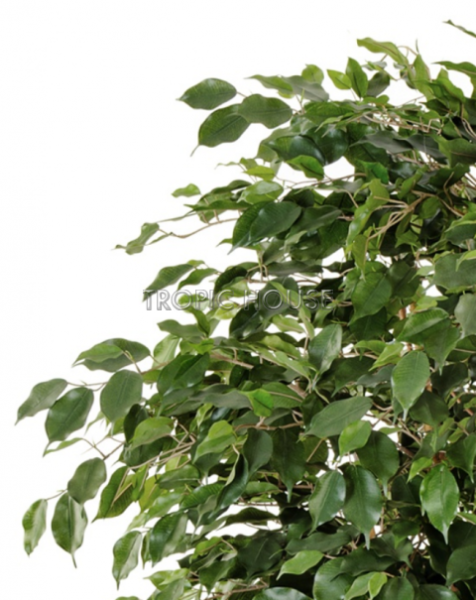 Фикус Бенджамина Лиана Де Люкс