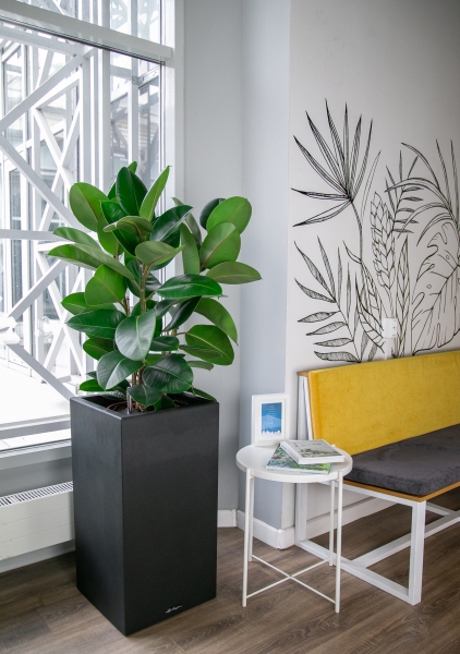 Фикус Эластика Робуста 3 ствола 30/130 см Фикус Эластика Робуста 3 ствола 30/130 см