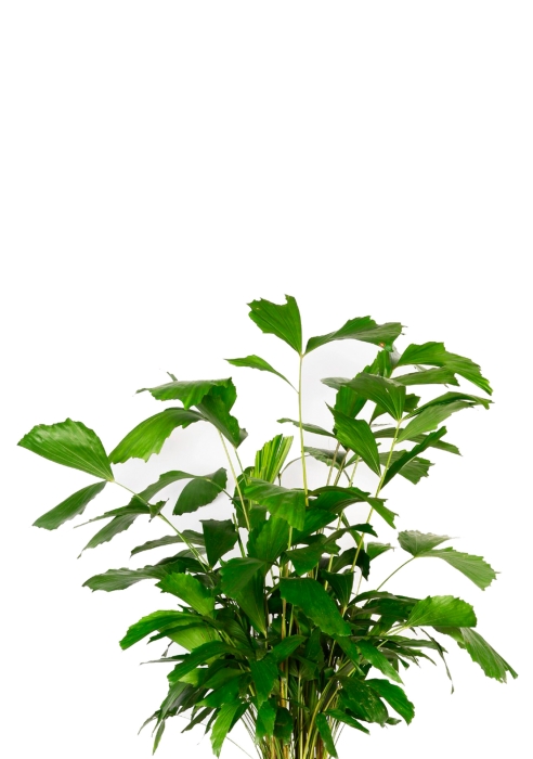 Кариота 27/160 см в CLASSICO COLOR 43