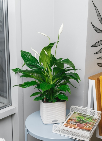 Спатифиллум 13/50 см