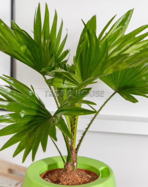 Ливистона OJO 40 см