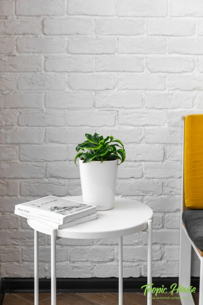 Драцена Торнадо в DELTINI 14 Драцена Торнадо в DELTINI 14