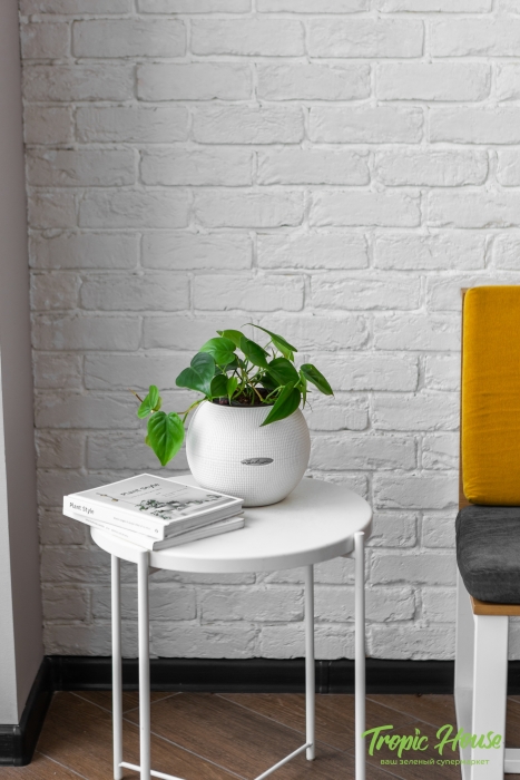 Филодендрон Сканденс 12/20 см в PURO 20